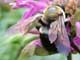 Bald Bumble Bee on Bee Balm
