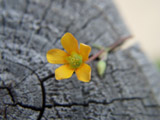 This is a small 4mm diameter flower on top of a wood post using the wide macro version.