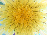 Spiny sowthistle (Sonchus asper) - Somewhat blurry because of high ISO, but the petals are very translucent.