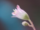 Coral Bell Flower, about 3mm - Reveals normally unseen secretion of droplets on hairs covering the flower and stems.