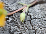 This is the tiny bud from the shot to the left using the tele macro version.