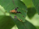 Interesting fly on a walnut tree