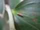 Graphocephala Coccinea ( Red Banded Leaf Hopper ) on Asian Lilly