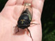 Annuan Cicada ( Tibicen Linnei )